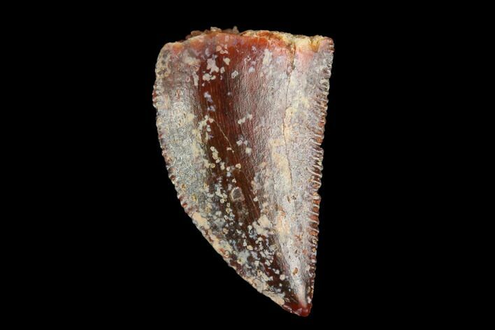 Serrated, Raptor Tooth - Real Dinosaur Tooth #124880